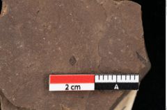 Foto (Detailansicht) von Cupressinea sp. (NHMW-GEO-2024-0188-0192)